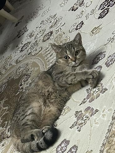Tabbi, Dişi, Cütləşmə üçün