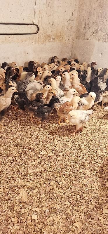 çüçə: Toyuq cücələri, Damazlıq, Ödənişli çatdırılma — 6