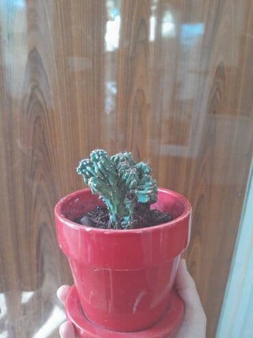 kokelmek ucun bitki caylari: Satilir — 3