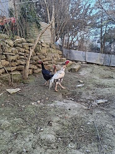 yemler: Toyuq cücələri, Damazlıq — 4