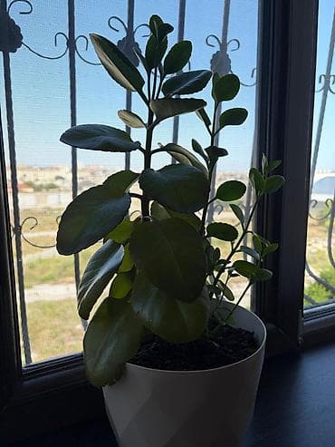 Sukkulent otaq bitkisi – Kalanxoe (Kalanchoe) - Növ: dekorativ, ətli
