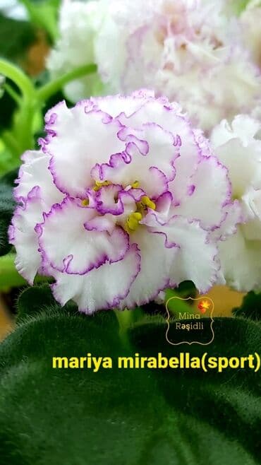 gül şəkilləri profil üçün: 5 — 9