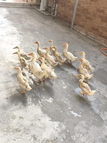 Erkək, Ətlik, Ödənişli çatdırılma