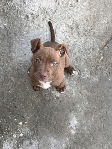 Pitbul, 2 ay, Dişi, Ünvandan götürmə