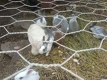 tovuz quwu: Məhsul: Ev şəraitində bəslənmiş dekorativ və ətlik dovşanlar Təsvir — 2