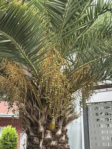 şir şəkilləri qara: Razilasma Yolu Ile 2.60 cm Xurma (xurma xurması) palmı – iri — 3