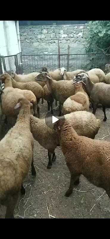 21 qoyun kom satilir