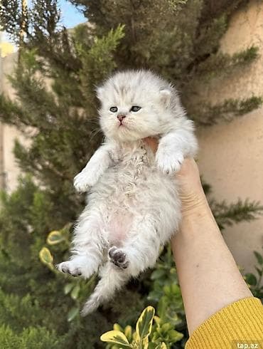 Животные: Шотладская вислоухая — 8