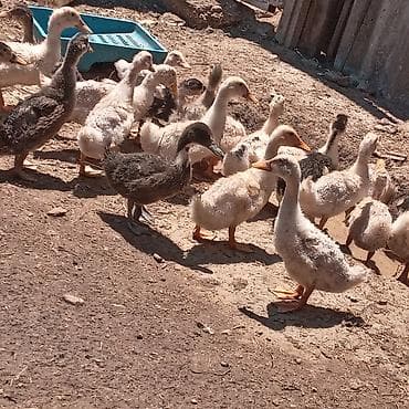 en gozel itler: Satılır: 🐥 ördək balaları 🐥 1 aylıq sağlam və aktiv ördək balaları — 3