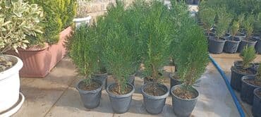 Dekorativ çöl bitkilərinin satışı və Sifarişlə yetişdirilməsi.Satış lalafo.az -da Dekorativ çöl bitkilərinin satışı və Sifarişlə yetişdirilməsi.Satış