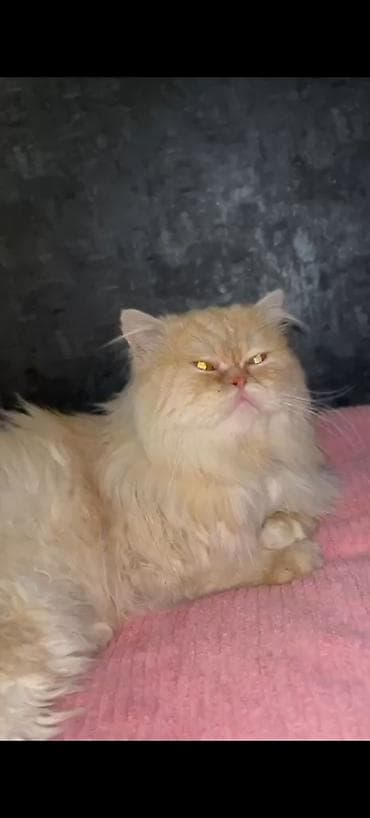 Salam yaşı 2+ cinsi pers gedir.Sakit pisiydir seklde gorsendiyi kimi