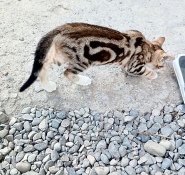 Tabbi, Dişi lalafo.az -da Tabbi, Dişi