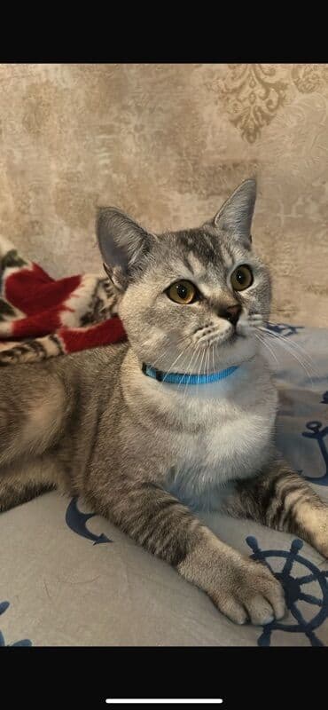 pişik əşyaları: Tabbi, Yaxşı əllərə — 2