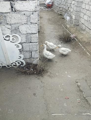 Ağ ördəklər – 3 ədəd dəstə - Cins: Ağ Pekin tipli ev ördəyi - Rəng