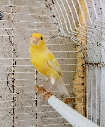 qumru quşu haqqında məlumat: Limon rəngində olan 1 yaşlı cüte hazır erkək qiyməti 70 manat — 4