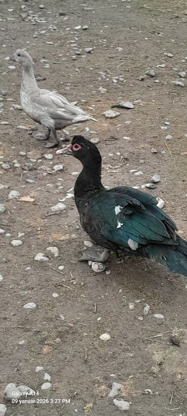 Daewoo: Самец, | Lal ordek, Для мяса — 1