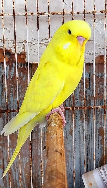 qara avçarka: Sarı rəngli dalmatin (ingilis tipli) büdcür/kanareyka tipli bəzək — 4