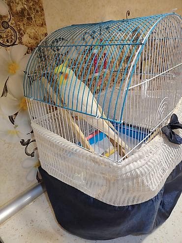 heyvanlar üçün mallar: Əl quşudur, erkəkdir. 1 aylığından bizdədir, hazırda 2 yaşı var. Bir — 1