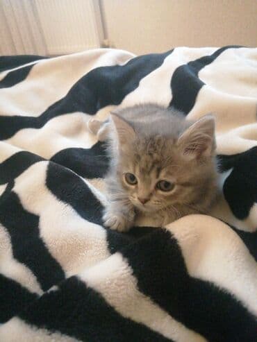 pitbull tap az: Şotland, Erkək, Ünvandan götürmə — 5