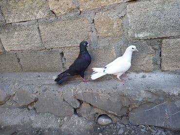 pavlin goyercin satisi: 2 bala 1 dənə zil qara 16 tük .qiymət 3 -nə — 1