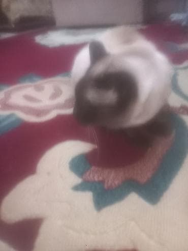 Quşlar: Siam, Yaxşı əllərə — 3