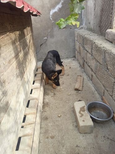 bakıda it satışı: 4 ay, Dişi, Ünvandan götürmə — 5