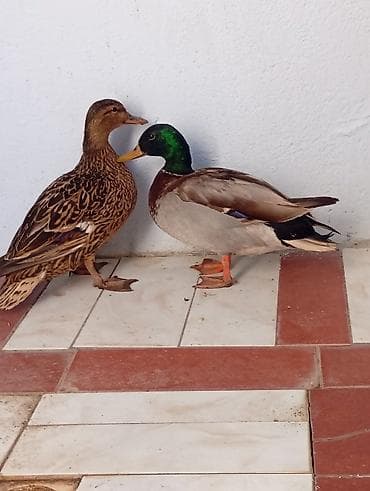 Keçilər, çəpişlər: Salam,təmiz çöl ördekleri satilir,həyət şaraitine tam oyresibler - — 10