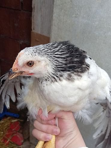 kend colpalari: Toyuq, Damazlıq, Ünvandan götürmə — 5