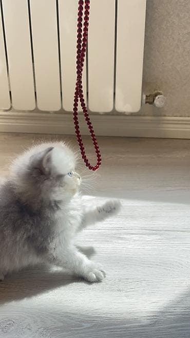 pisiy adlari: Erkək, Yaxşı əllərə, Ünvandan götürmə — 4