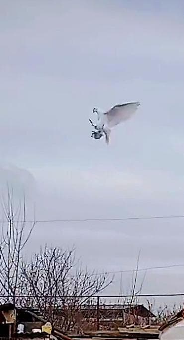 Göyərçin – uçuşa və oyununa meylli dərəbənd (akrobatik) tip - Rəng