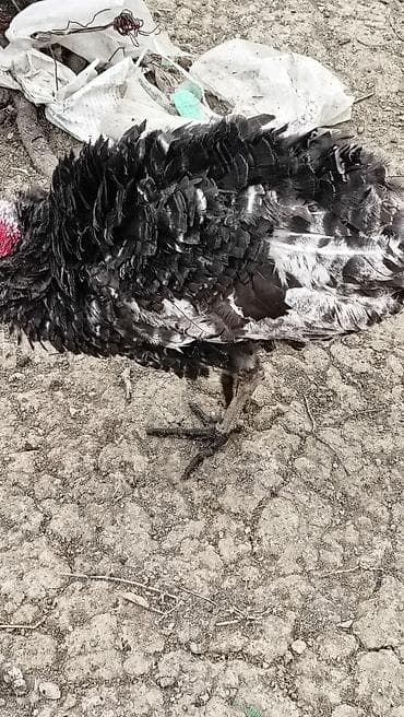 baliq yemi: Məhsul: Hind toyuğu (hind quşu) Xüsusiyyətlər: - Cins: ehtimalən — 1