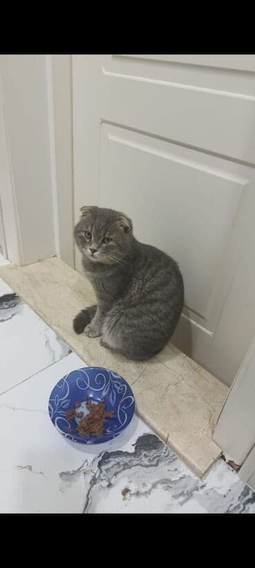 Boşqablar: Şotland yastı qulaq, Erkək, Yaxşı əllərə, Ünvandan götürmə — 1