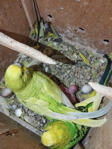 Hal hazirda 2 balasi var balaya süper baxirlar Real alicilar elaqe