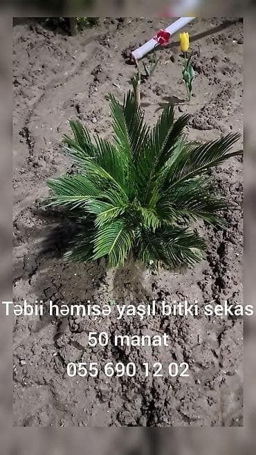 qulançar qiyməti: Sekas 

Qiymət: 50 manat — 1