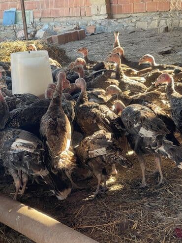 ağdam xoruzu gence: 3 aylıq hinduşkalar satılır Ünvan Gəncə qiymət 25 m hamısını alana — 1