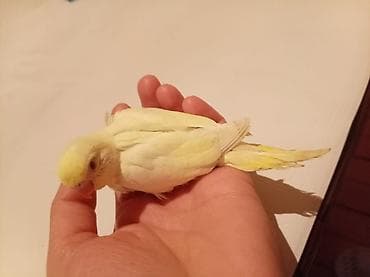 Digər quşlar: Məhsul: Dalğalı tutuquşu (bazarık/parakeet) cütü Təsvir: - Rənglər — 3