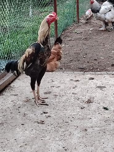 qartal ve xoruz: Xoruz, Brama, il: >5 Ünvandan götürmə — 4