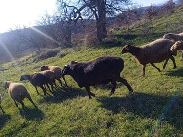 cins ineklerin qiymeti: İKİ YAŞ YARİMLİQ. Diri çəkisi 100 kq.TAM SAQLAM. QOYUN SURMEYNE SOZ — 7