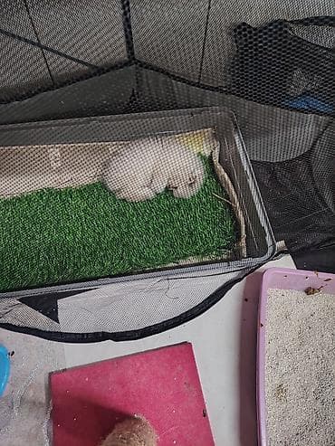 pişik sumqayıt: Sikotiş balası - Yığma-diaqonal konstruksiya: yüngül, portativ — 2