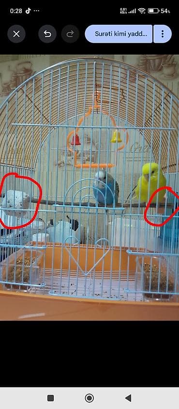 qus adlari: Dalğalı tutuquşular cütü və qəfəs dəsti Məhsulun tərkibi: - 2 ədəd — 1