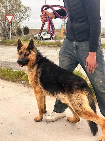 afcarka itleri: Alman çoban iti, 1 il, Erkek, Peyvəndli, Ünvandan götürmə — 7