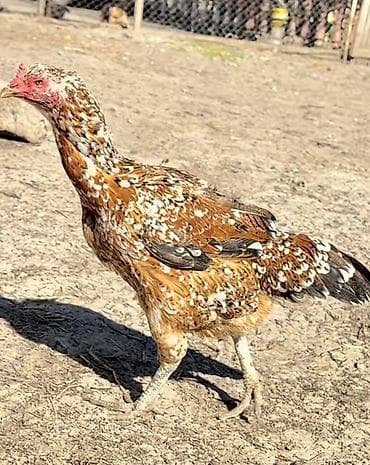 it yuvasi satilir: Toyuq, Damazlıq — 1