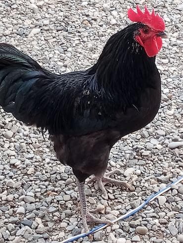 ayliq 10 azn internet: Astrolop xoruzları təmiz qan uzun quyruq. 3 ədəd.bir ədədi 80 AZN — 3