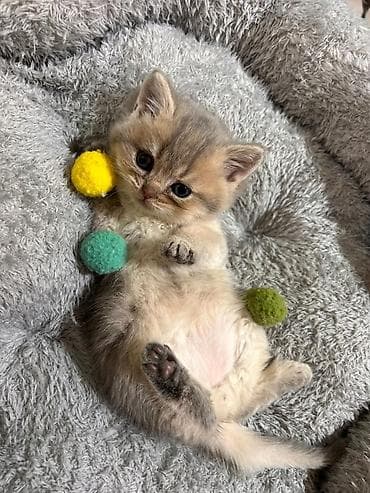 pişiylər: Britan — 4