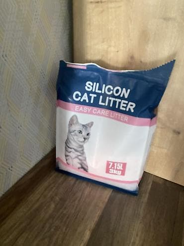 şinşila pişik: Şotland yastı qulaq, Dişi — 8