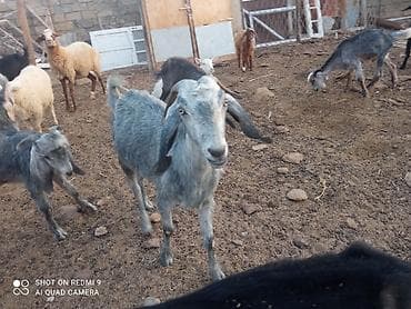 heyvanlar və balaları: Yani balalı Hələb 5aylq erkək bala ilə boğaz keçidir — 2
