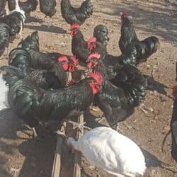 qara avstraloq: Toyuq, Ətlik — 9