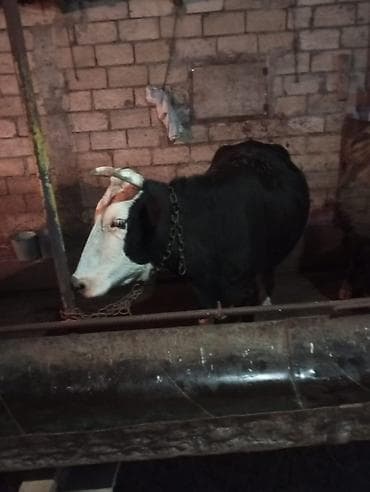 ağqulaq inək: Qurbanlığa yararlı super dana satılır kəsgi ilə 16manat ayaq üsdü diri — 9