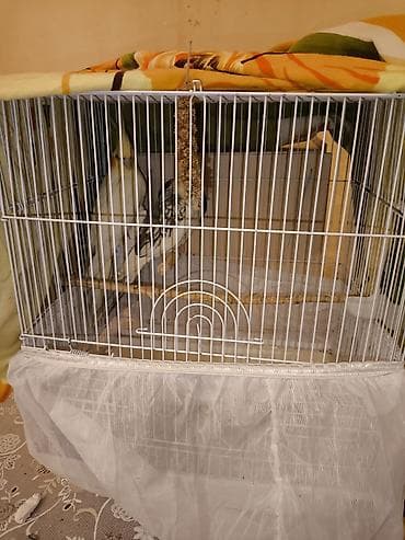 erkek quzular: Hazır 1 cüt karella satılır Erkək danışır sözlər bilir yumurta — 2