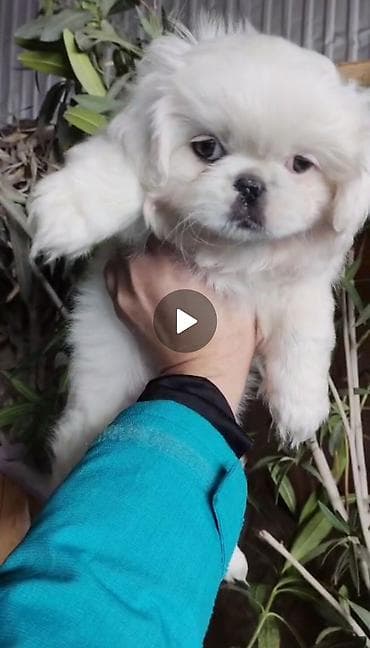 Pekines, 2 ay, Erkek